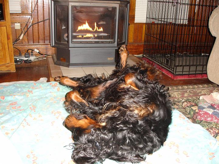 crgordons_07.jpg - Heidi napping in front of the fireplace.