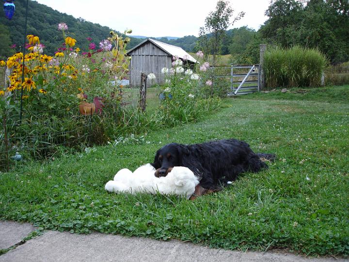crgordons_12.jpg - Heidi relaxing in the front yard with a favorite stuffed toy.