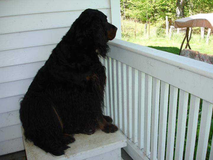 crgordons_13.jpg - Heidi watching the yard from the front porch.