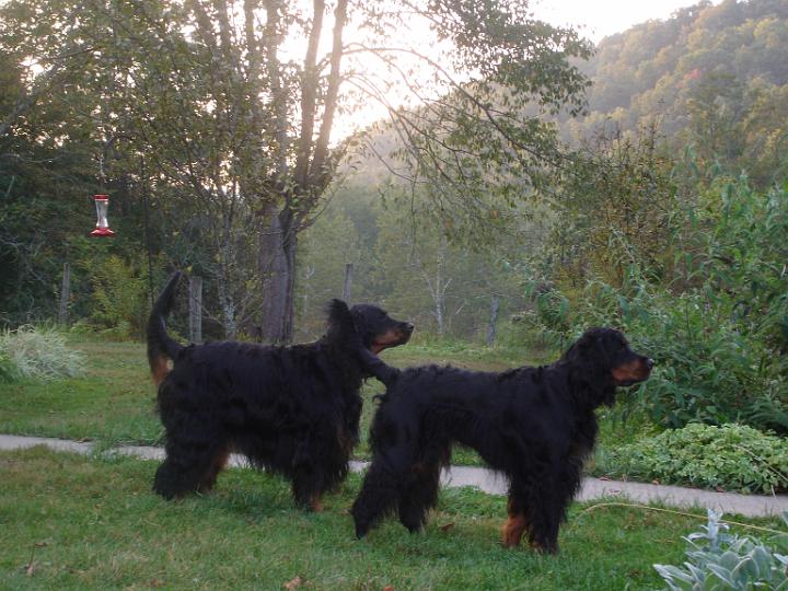 crgordons_28.jpg - Jazzy and Heidi enjoying the late evening in the yard.