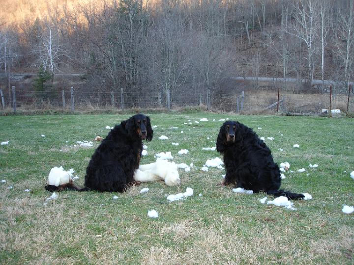 crgordons_31.jpg - Jazzy and Heidi relaxing after a spirited game of tug of war with one of their stuffed toys.