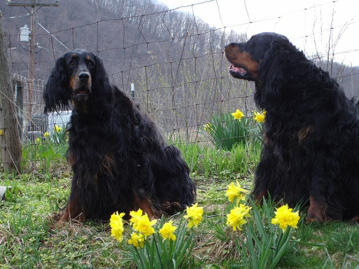 crgordons_33.jpg - Jazzy and Heidi enjoying some early spring flowers.