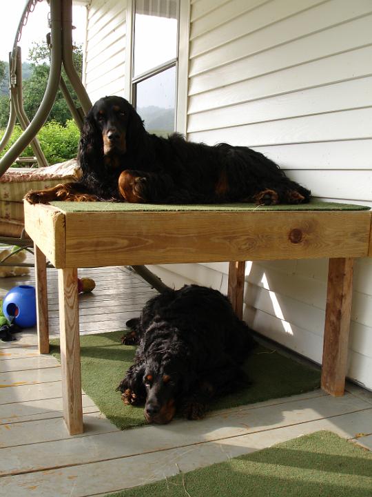 crgordons_35.jpg - Jazzy and Heidi relaxing on and under the table. They would take turns about who layed on top of the table.