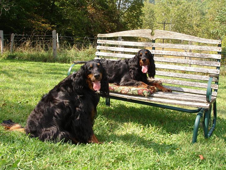 crgordons_36.jpg - Jazzy sitting and Heidi laying on the glider enjoying a summer day.