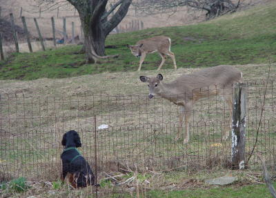 crgordons_20.jpg - Jazzy and a deer checking each other out.