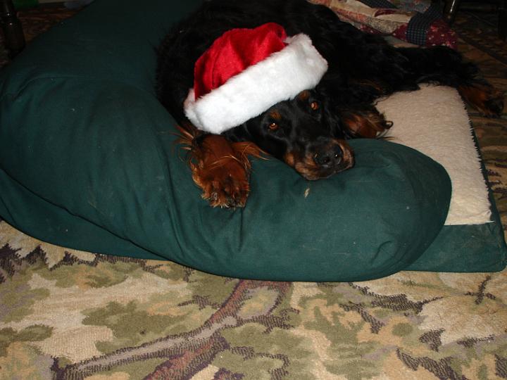 crgordons_21.jpg - Jazzy is tuckered out after her Christmas party.