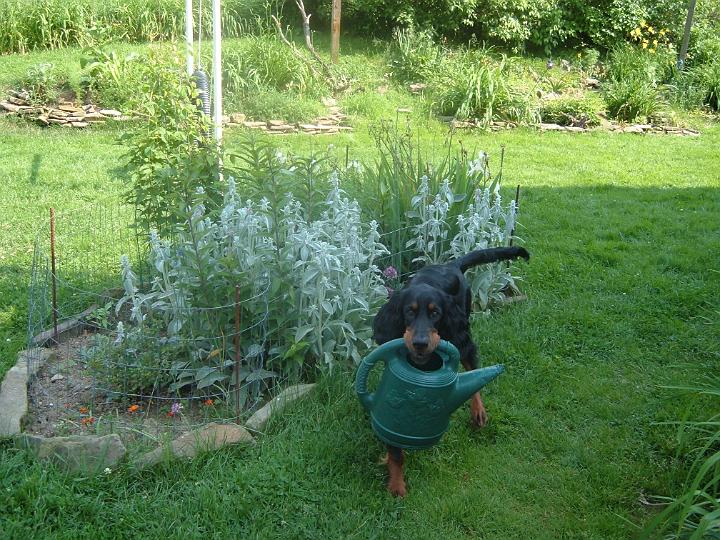 crgordons_25.jpg - Jazzy helping Cheryl with watering the flower beds.