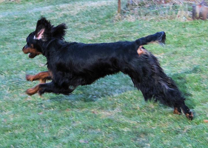 crgordons_45.jpg - Oliver running in our yard.