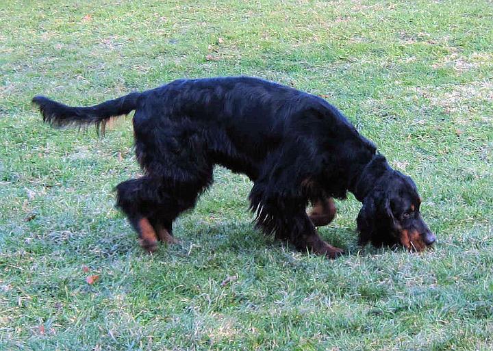 crgordons_47.jpg - Oliver trailing the scent of wild animals in our yard. Oliver would run with his nose to the ground, trailing the scents of the rabbits and deer that had been in our yard.