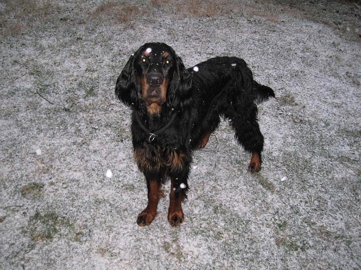 crgordons_051.jpg - Oliver enjoying the falling snow. The large white spots in the photo are snowflakes reflecting the camera flash.