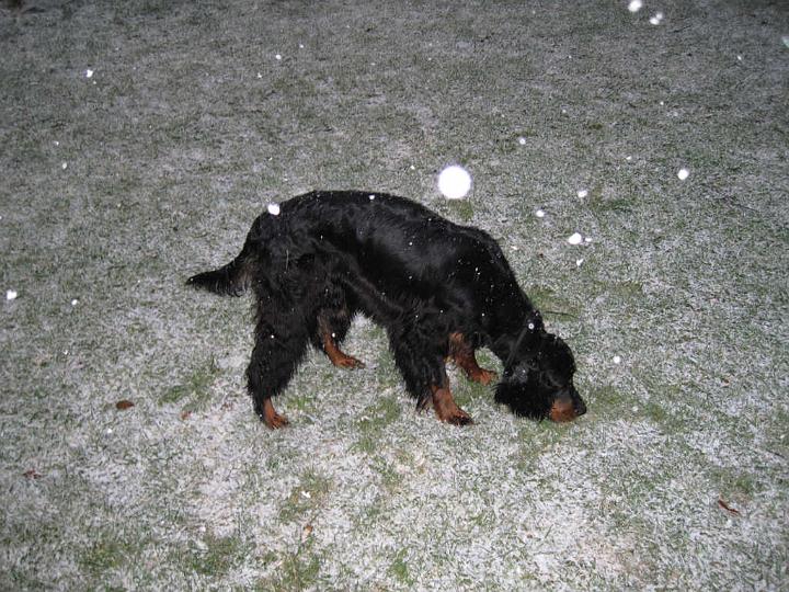 crgordons_053.jpg - Oliver checking out some interesting scents on the ground. The large white spots in the photo are snowflakes reflecting the camera flash.