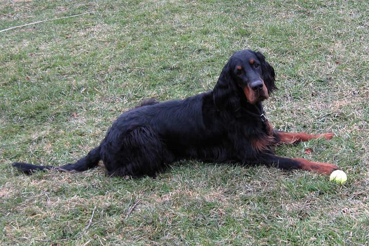 crgordons_056.jpg - Oliver with his play ball; a happy and contented puppy.