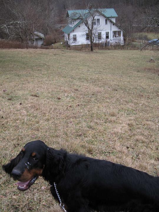 crgordons_059.jpg - A happy puppy heading to his home after a walk on our farm. Oliver had shook his head and some particles of saliva landed on his nose.