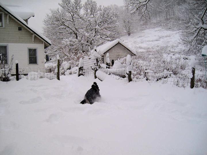 crgordons_062.jpg - The snow was up to Oliver's belly and in places up to his sides.