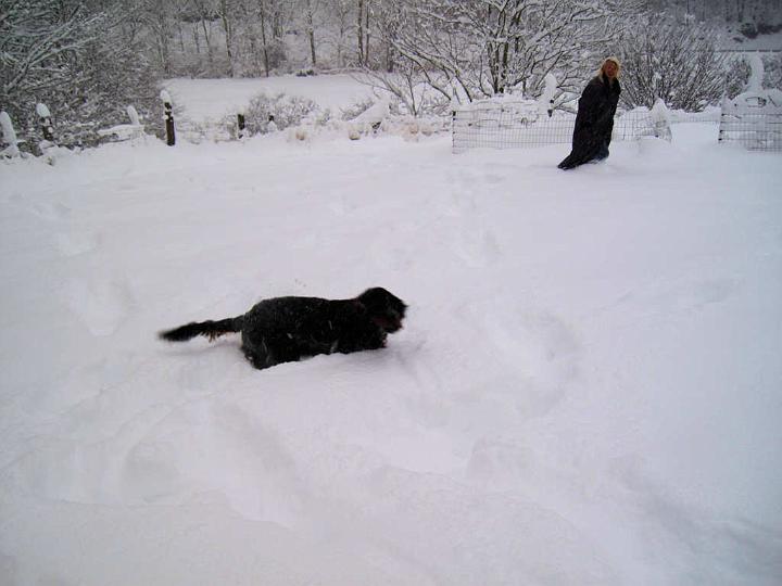 crgordons_064.jpg - Oliver has never seen so much snow and he loves it.