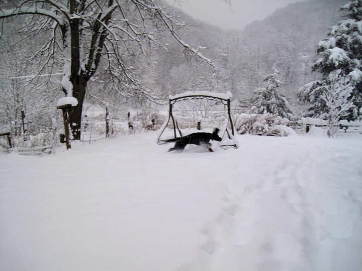 crgordons_066.jpg - A happy puppy enjoying his first big snow, and it's still snowing.