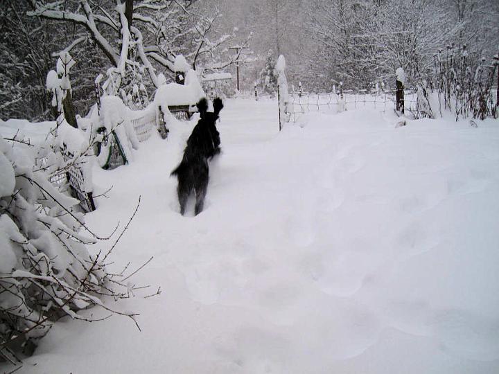 crgordons_067.jpg - Oliver greatly enjoyed his first big snow. He leaped right into it and never slowed down, running and leaping everywhere.