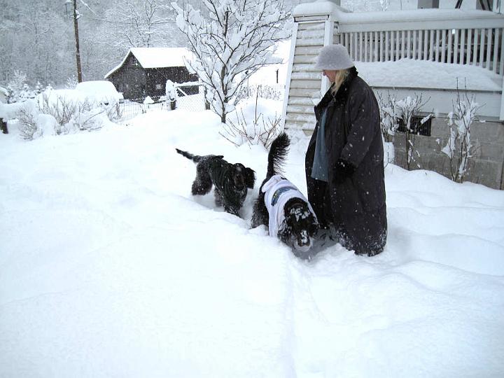 crgordons_071.jpg - l-r: Oliver, Jazzy, Cheryl going out for another walk in the snow. This time, Oliver and Jazzy are wearing t-shirts snow suits to help keep snowballs from accumulating on their long feathered coats.