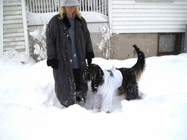 crgordons_073.jpg - Jazzy modeling her long sleeve t-shirt snow suit. The long sleeve t-shirt gives better coverage of the lower front legs; and the t-shirts make it much easier for clean-up when the dogs come back into the house.