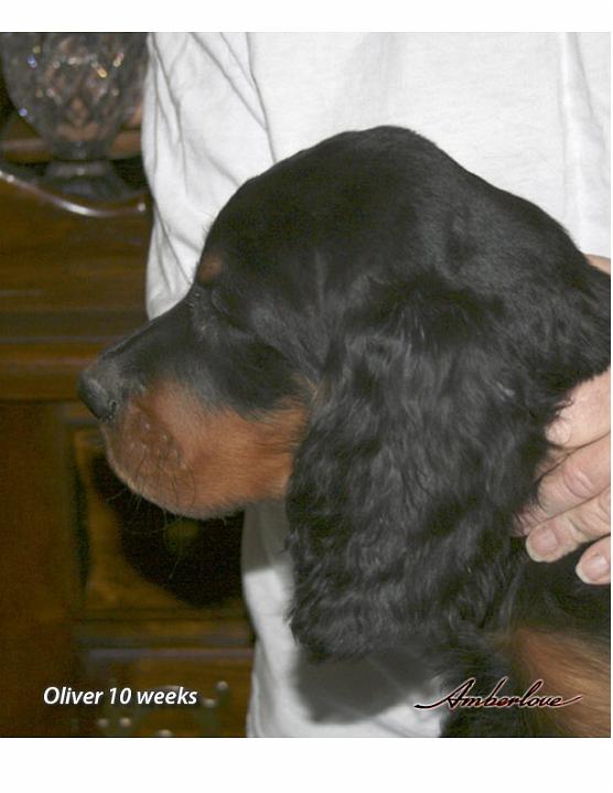 oliver_01.jpg - photo courtesy of Amberlove Gordon Setters of Socorro, New Mexico; all rights reserved