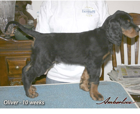 oliver_02.jpg - photo courtesy of Amberlove Gordon Setters of Socorro, New Mexico; all rights reserved