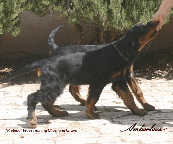 oliver_04.jpg - photo courtesy of Amberlove Gordon Setters of Socorro, New Mexico; all rights reserved