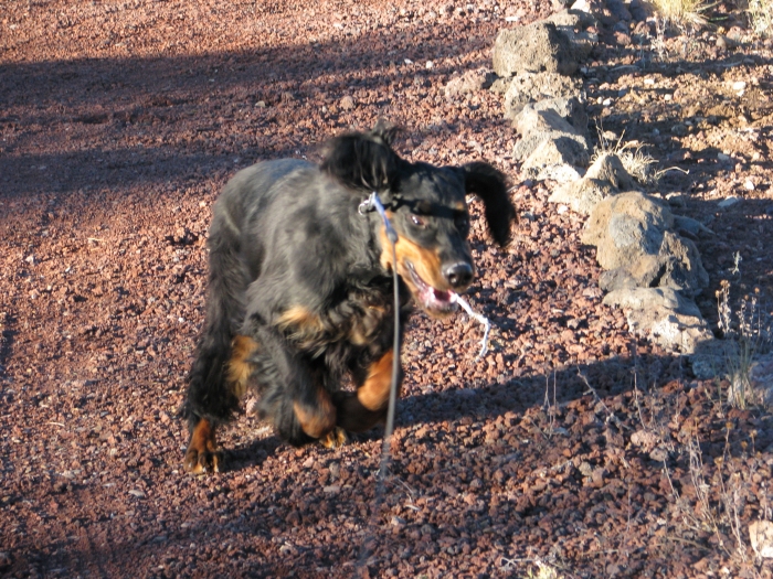 oliver_07.jpg - photo courtesy of Amberlove Gordon Setters of Socorro, New Mexico; all rights reserved