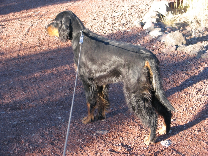oliver_10.jpg - photo courtesy of Amberlove Gordon Setters of Socorro, New Mexico; all rights reserved