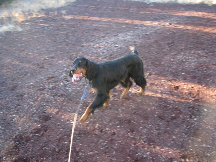 oliver_11.jpg - photo courtesy of Amberlove Gordon Setters of Socorro, New Mexico; all rights reserved
