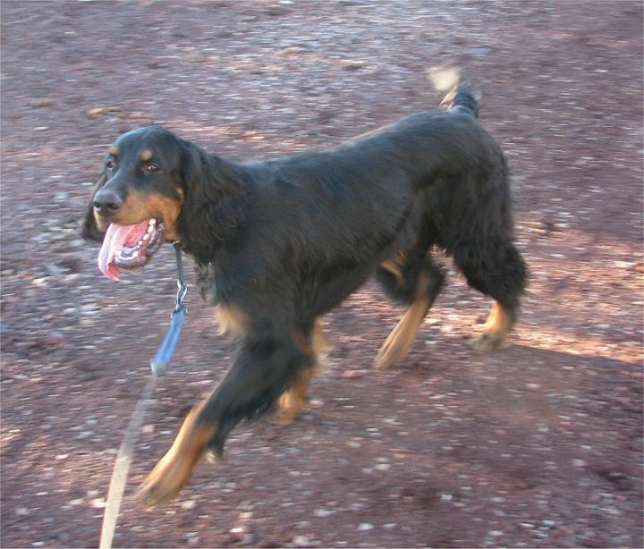 oliver_12.jpg - photo courtesy of Amberlove Gordon Setters of Socorro, New Mexico; all rights reserved