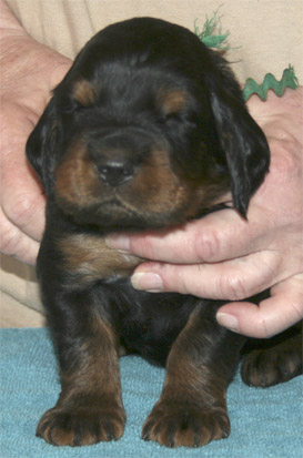 oliver_3wk_01.jpg - photo courtesy of Amberlove Gordon Setters of Socorro, New Mexico; all rights reserved;Oliver - 3 weeks old