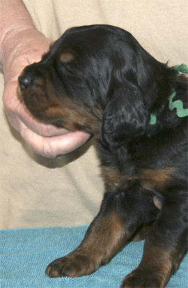 oliver_3wk_02.jpg - photo courtesy of Amberlove Gordon Setters of Socorro, New Mexico; all rights reserved;Oliver - 3 weeks old