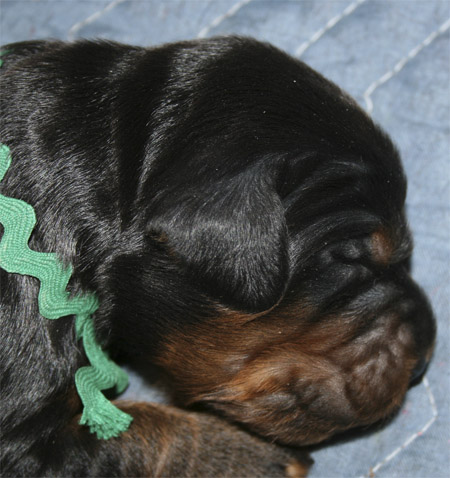 oliver_3wk_03.jpg - photo courtesy of Amberlove Gordon Setters of Socorro, New Mexico; all rights reserved;Oliver - 3 weeks old