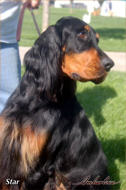 oliver_mother_star_01.jpg - photo courtesy of Amberlove Gordon Setters of Socorro, New Mexico; all rights reserved