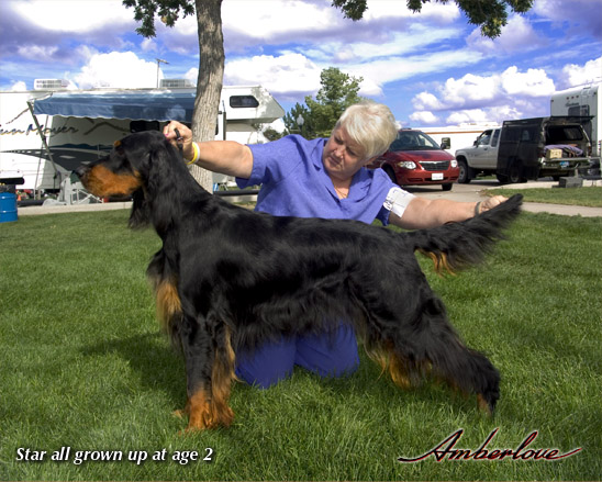 oliver_mother_star_02.jpg - photo courtesy of Amberlove Gordon Setters of Socorro, New Mexico; all rights reserved