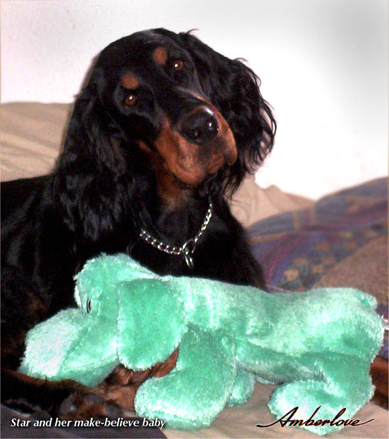 oliver_mother_star_04.jpg - photo courtesy of Amberlove Gordon Setters of Socorro, New Mexico; all rights reserved