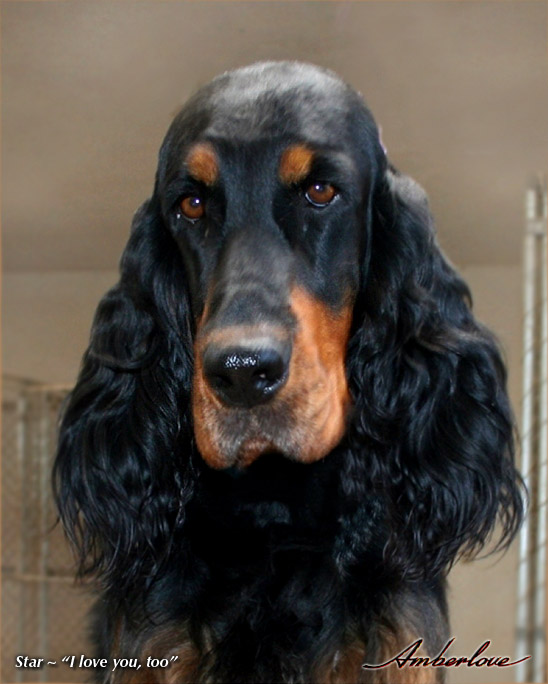 oliver_mother_star_05.jpg - photo courtesy of Amberlove Gordon Setters of Socorro, New Mexico; all rights reserved