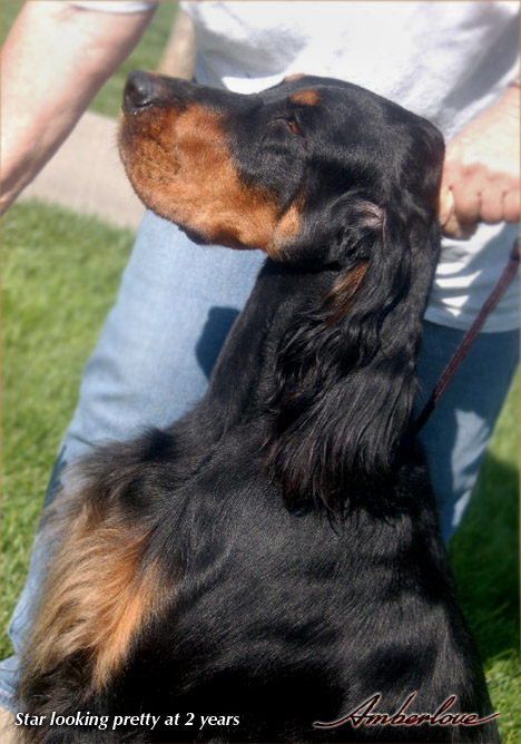 oliver_mother_star_06.jpg - photo courtesy of Amberlove Gordon Setters of Socorro, New Mexico; all rights reserved