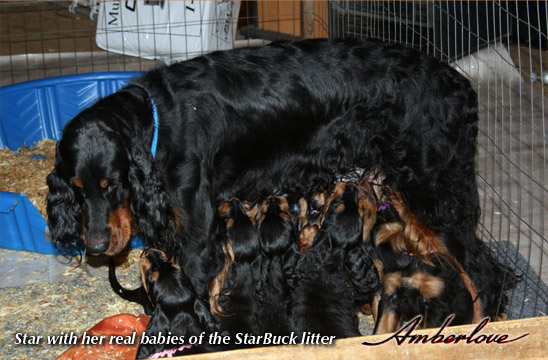 oliver_mother_star_07.jpg - photo courtesy of Amberlove Gordon Setters of Socorro, New Mexico; all rights reserved