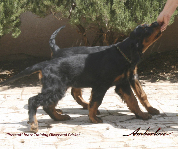 oliver_wk10_01.jpg - photo courtesy of Amberlove Gordon Setters of Socorro, New Mexico; all rights reserved;Oliver - 10 weeks old