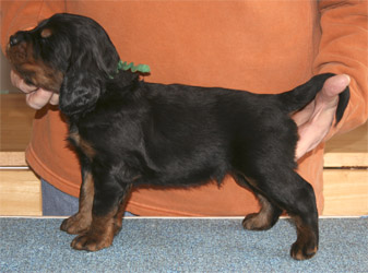 oliver_wk3_06.jpg - photo courtesy of Amberlove Gordon Setters of Socorro, New Mexico; all rights reserved;Oliver - 3 weeks old