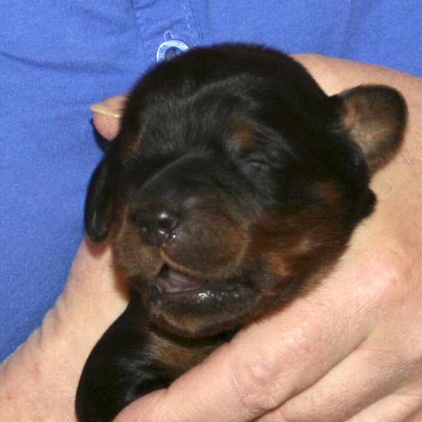 oliver_wk3_09.jpg - photo courtesy of Amberlove Gordon Setters of Socorro, New Mexico; all rights reserved;Oliver - 3 weeks old