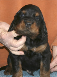 oliver_wk4_01.jpg - photo courtesy of Amberlove Gordon Setters of Socorro, New Mexico; all rights reserved;Oliver - 4 weeks old