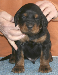 oliver_wk4_02.jpg - photo courtesy of Amberlove Gordon Setters of Socorro, New Mexico; all rights reserved;Oliver - 4 weeks old