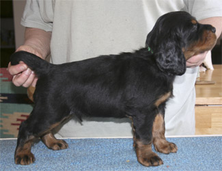 oliver_wk5_01.jpg - photo courtesy of Amberlove Gordon Setters of Socorro, New Mexico; all rights reserved;Oliver - 5 weeks old