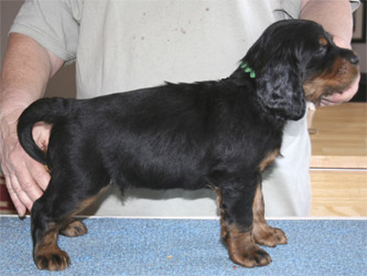 oliver_wk5_02.jpg - photo courtesy of Amberlove Gordon Setters of Socorro, New Mexico; all rights reserved;Oliver - 5 weeks old