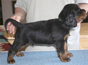 oliver_wk5_03.jpg - photo courtesy of Amberlove Gordon Setters of Socorro, New Mexico; all rights reserved;Oliver - 5 weeks old