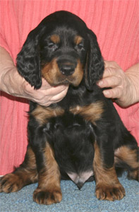 oliver_wk6_01.jpg - photo courtesy of Amberlove Gordon Setters of Socorro, New Mexico; all rights reserved;Oliver - 6 weeks old