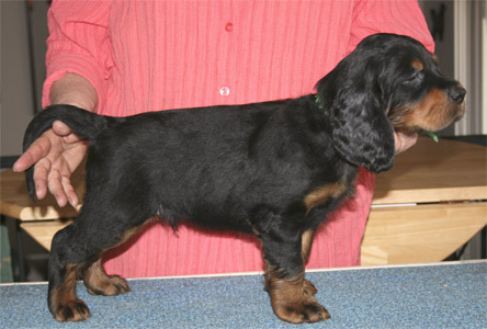 oliver_wk6_03.jpg - photo courtesy of Amberlove Gordon Setters of Socorro, New Mexico; all rights reserved;Oliver - 6 weeks old