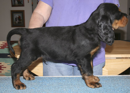 oliver_wk7_01.jpg - photo courtesy of Amberlove Gordon Setters of Socorro, New Mexico; all rights reserved;Oliver - 7 weeks old